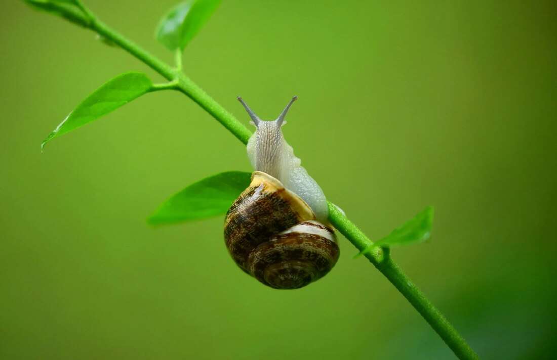 This Tiny Island Snail Is Proving Evolution Can Happen Faster Than You Think