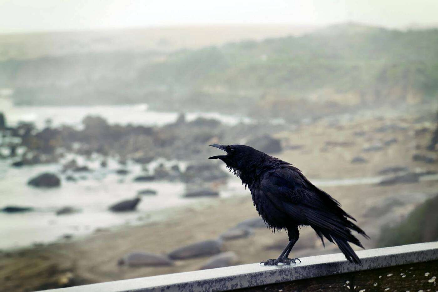 Crows Remember Faces and Hold Grudges for 17 Years