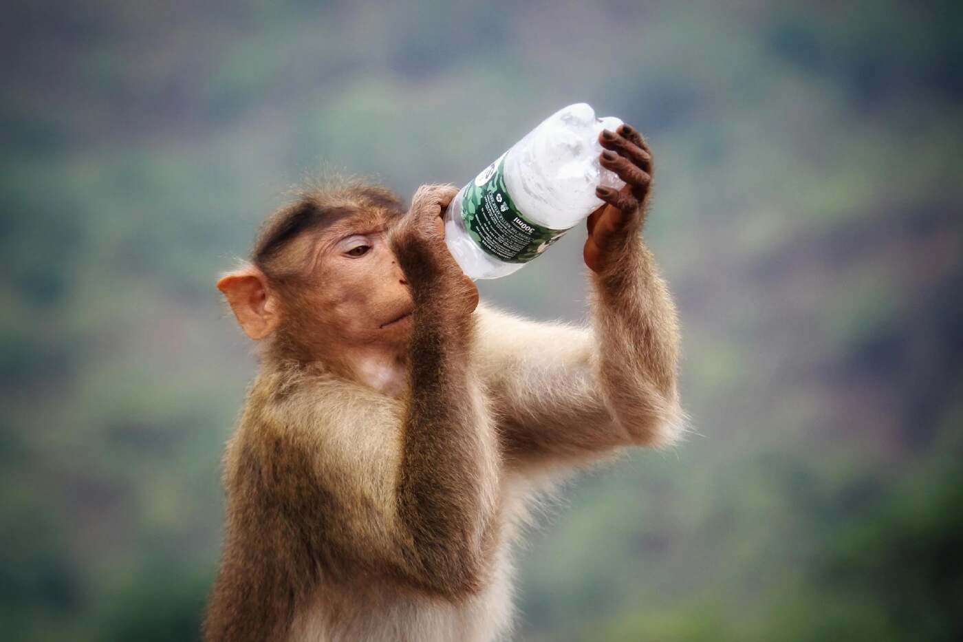 Animals That Love Alcohol: Surprising Drinkers in the Wild