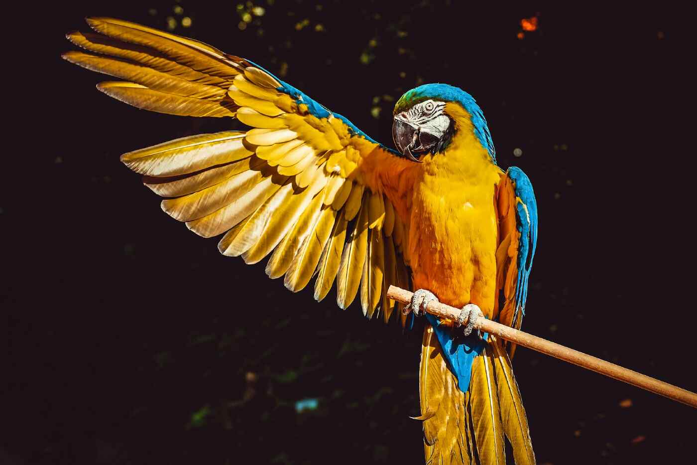 Parrots' Stunning Vibrant Colors Finally Explained