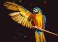 Parrots’ Stunning Vibrant Colors Finally Explained