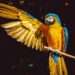 Parrots’ Stunning Vibrant Colors Finally Explained