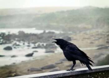 Crows Remember Faces and Hold Grudges for 17 Years