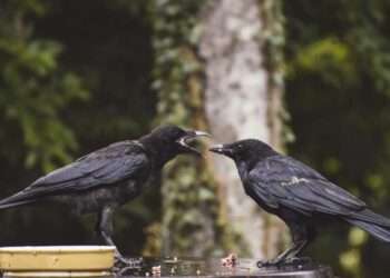 What Do Crows Eat? Unveiling the Diet of the World’s Smartest Birds