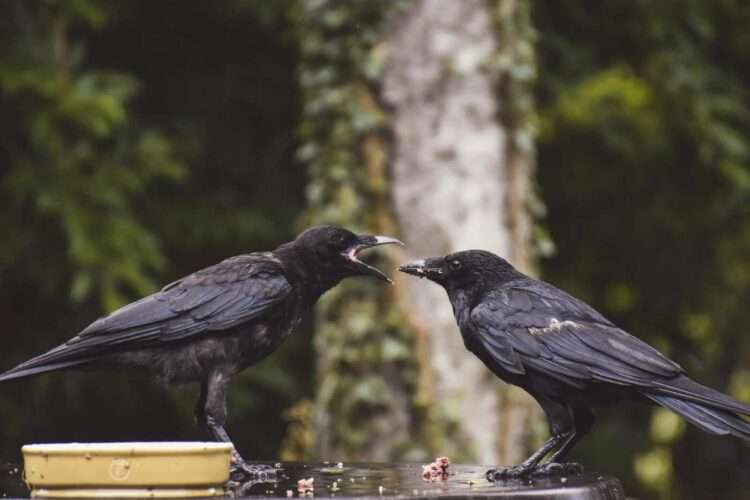 What Do Crows Eat? Unveiling the Diet of the World’s Smartest Birds