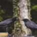 What Do Crows Eat? Unveiling the Diet of the World’s Smartest Birds