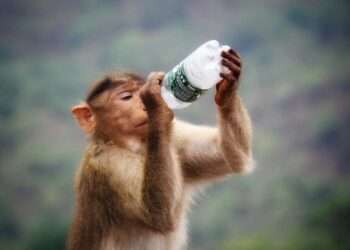 Animals That Love Alcohol: Surprising Drinkers in the Wild