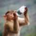Animals That Love Alcohol: Surprising Drinkers in the Wild