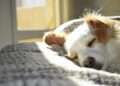 Why Dogs Snore? Science Explains 9 Common Causes