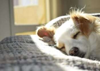Why Dogs Snore? Science Explains 9 Common Causes