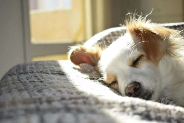 Why Dogs Snore? Science Explains 9 Common Causes