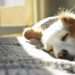 Why Dogs Snore? Science Explains 9 Common Causes
