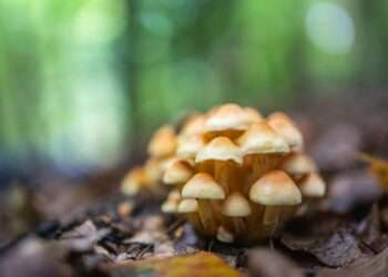 Can You Smoke Magic Mushrooms?