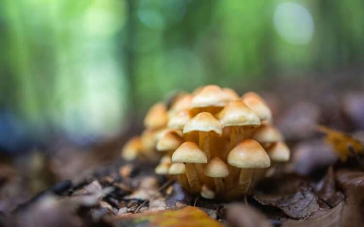 Can You Smoke Magic Mushrooms?