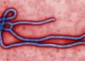 The Protein That Makes Ebola So Deadly Has Finally Been Identified