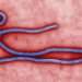 The Protein That Makes Ebola So Deadly Has Finally Been Identified